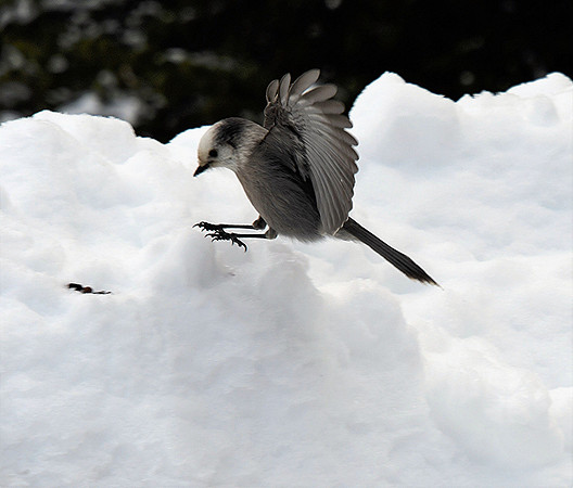 Grey Jay _0835