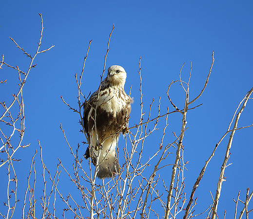 Rough-Legged Hawk_4290 .00
