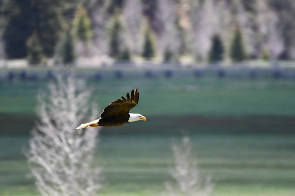 Eagle with wildflower glow_0893