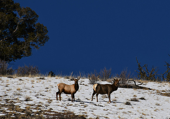 Elk on Ridge_1043
