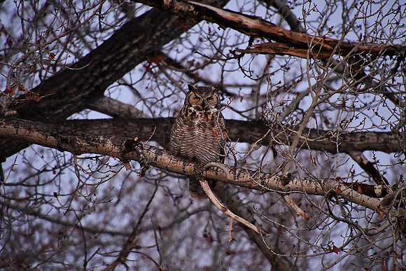 Owl_2241