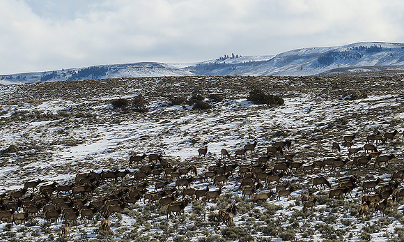 Blue Mesa Migration 4498