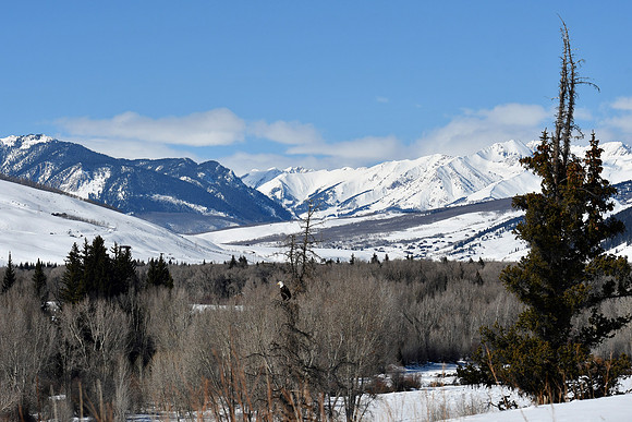 Eagle View_4946