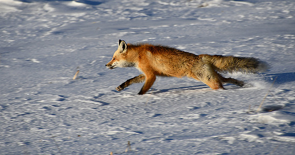 Charging Ahead_9121