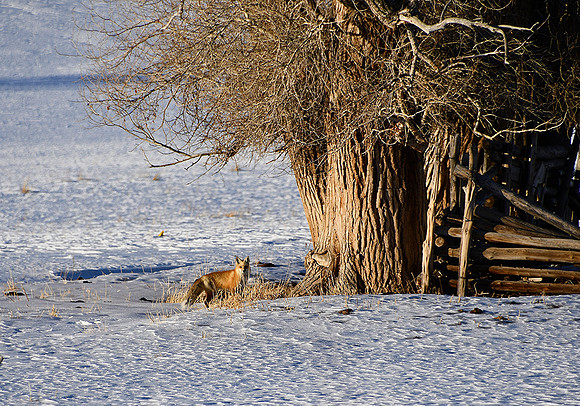 Fox Hunt_9179