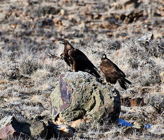 Mate Golden Eagles_8716