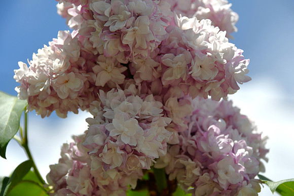 So Many Blossoms_2714