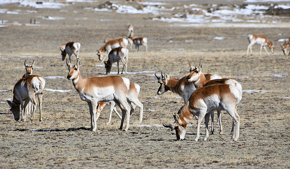 Pronghorn herd_2562