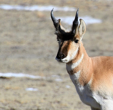 Young Pronghorn_2193