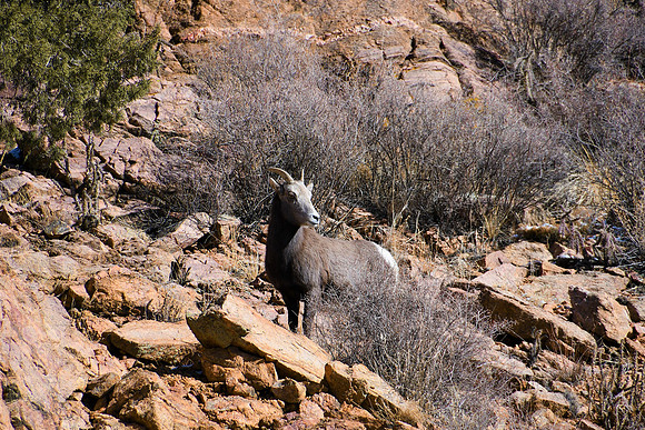 Bighorn Sheep Ewe_6564