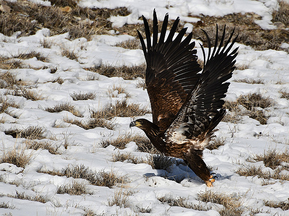Wings of Glory_6901