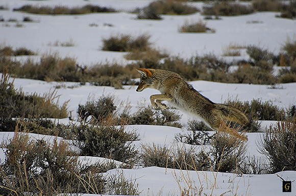 Coyote Hunting_8787 G
