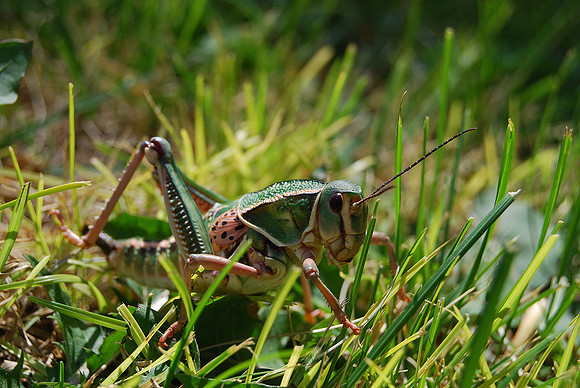 Camouflaged 015