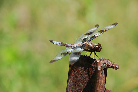 Dragonfly Perch 099