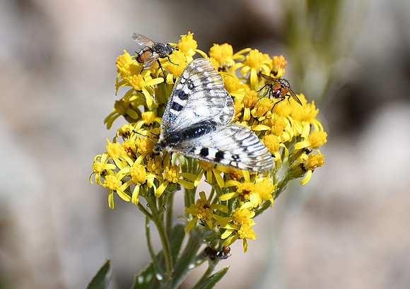 Sharing The Nectar_7483
