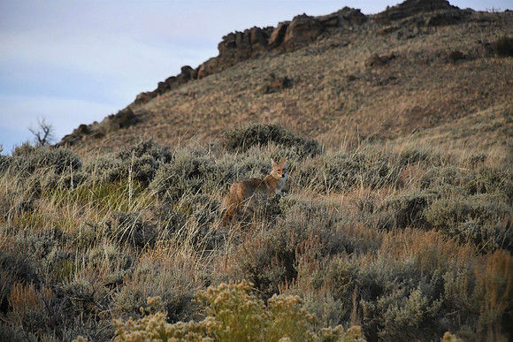 Coyote at Sunset Blue Mesa _4792