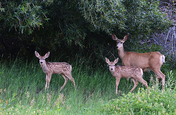 Twins!_0501