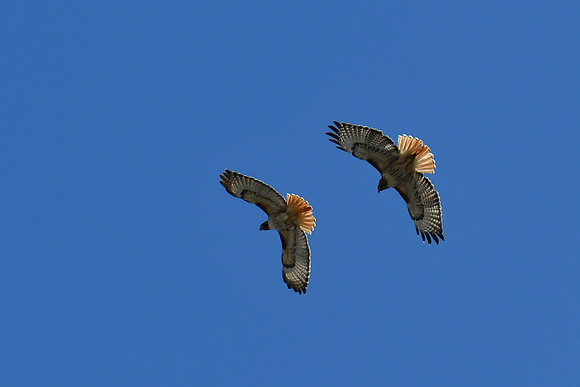 Hawk Mates_5976