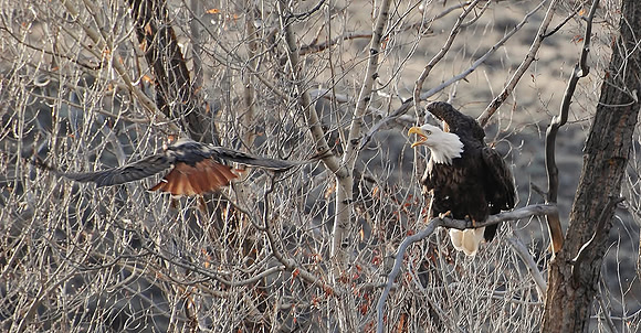 Eagle Power_0334