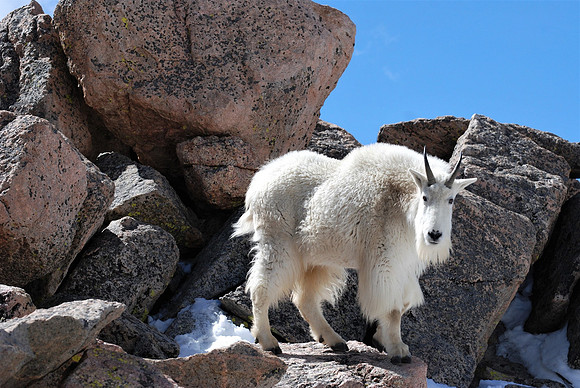 Mtn Goat