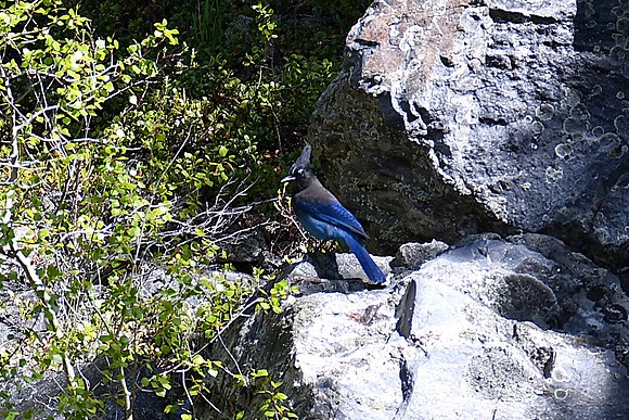 Mountain Stellar Jay_1887