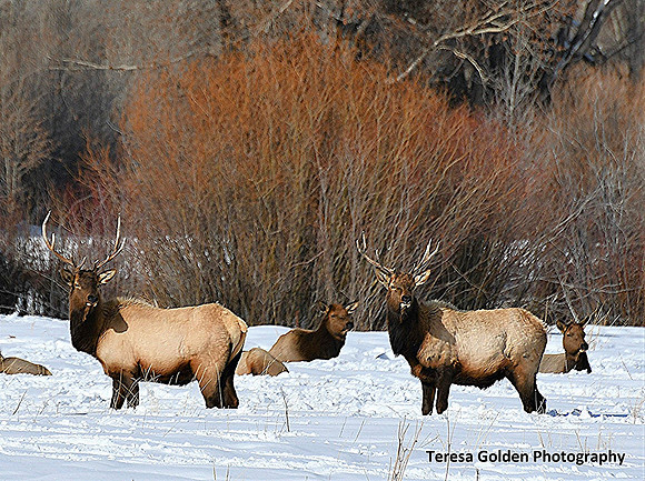 elk at hatchery