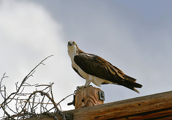 Nest building_5961