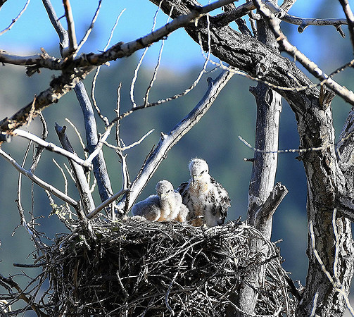 Eyas in the hawk nest_1212