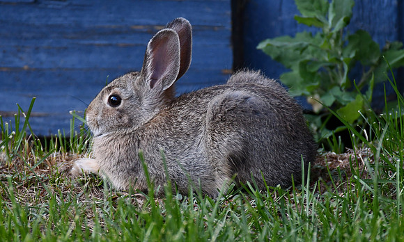 Cute Bunny _1784