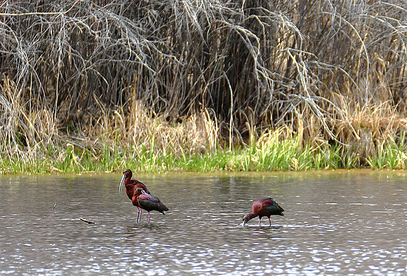 Ibis_5837
