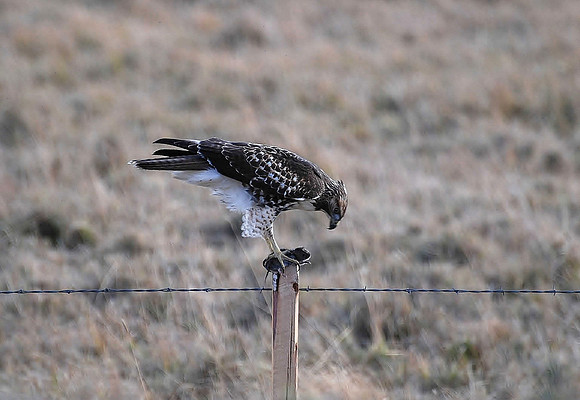 Hawk with Mouse 251