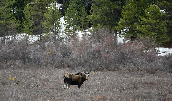 Moose Habitat_8157