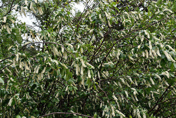 Huge_2747