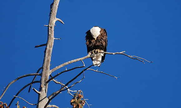 Eagle Sleeping 362