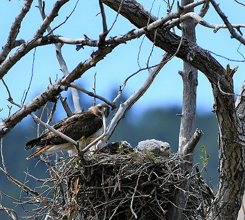 Parent Hawk with chics_1568
