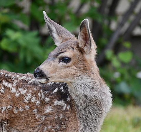 Fawn Profile_4070