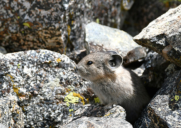 Pika!_4535