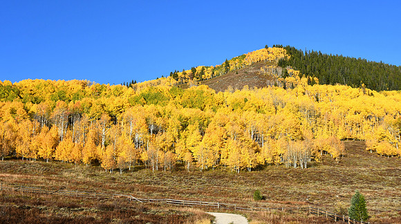 Gold_4705
