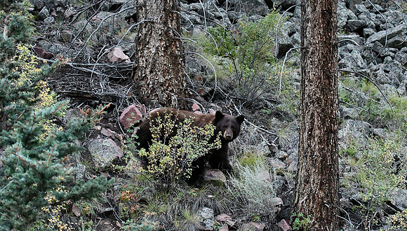 Foraging for Food_7282