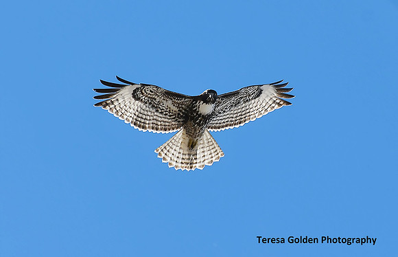 light in the wings