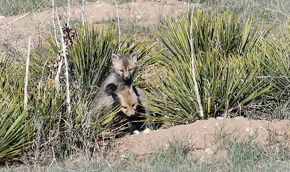 Yucca Plants hide them_1784