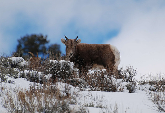 bighorn ewe_0114