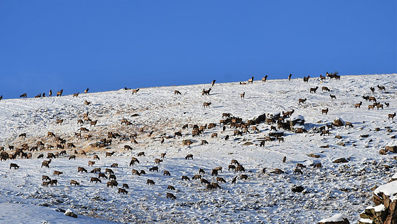 Winter Triagle Elk Ground
