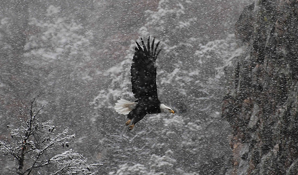 Snow Eagle_0869