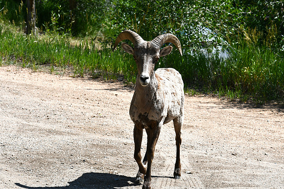 Walking Directly to Me_7645
