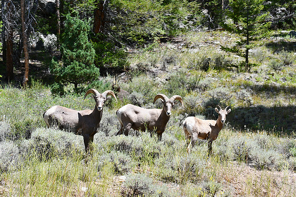 Three Young Rams_6213