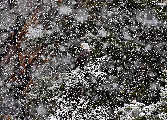 Eagle in Snow 831