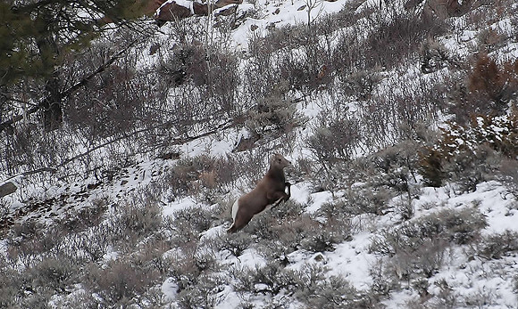 bighorn leaping 209