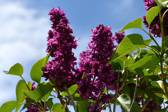 Magenta Lilacs_2721