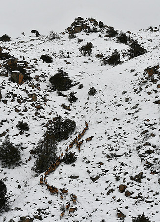 Elk Climbing the cliffs_0315